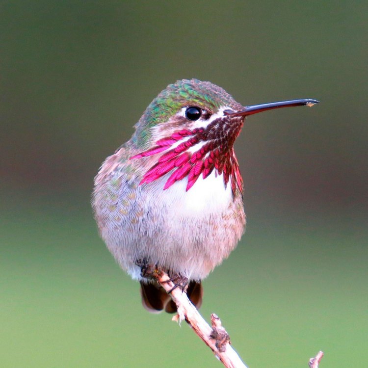 Kecantikan Yang Menakjubkan dari Burung Kolibri (Hummingbird)