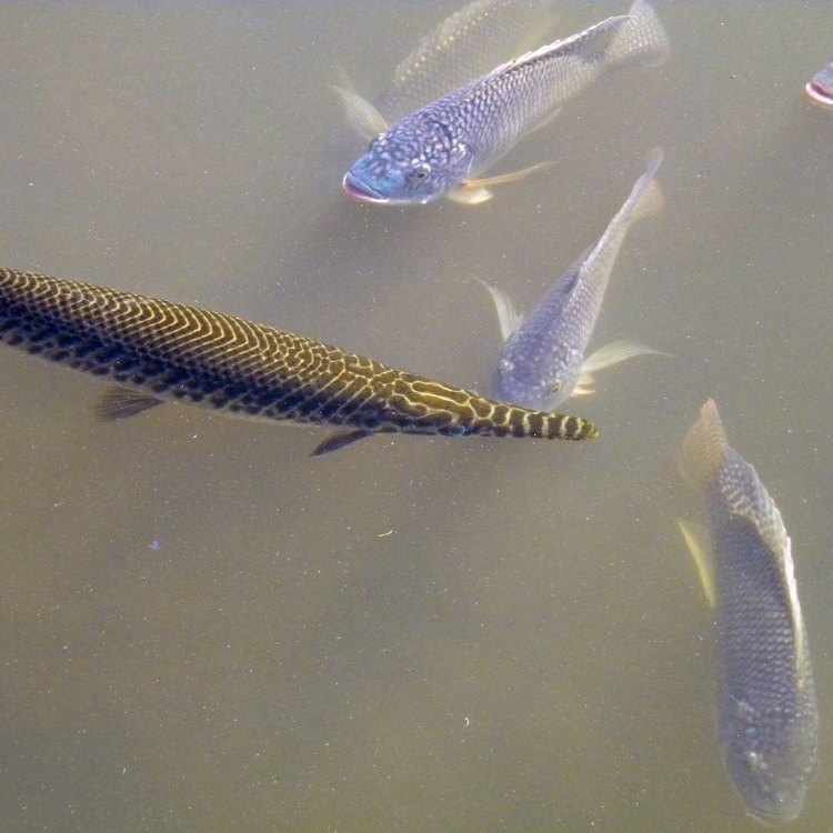 Berkenalan dengan Florida Gar: Ikan Raksasa Pemangsa di Sungai Florida