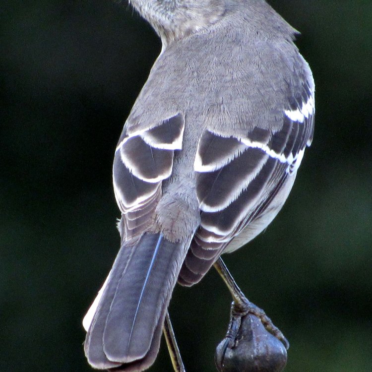 Mimikri yang Menyeluruh dan Kemampuan Berbicara: Mengenal Lebih Jauh Burung Mockingbird