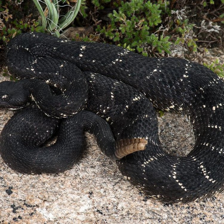 Arizona Black Rattlesnake: Sang Ular Hitam Eksotis dari Gurun Arizona