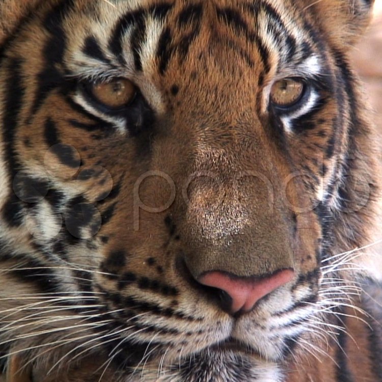 Indochinese Tiger: Keindahan Ciptaan Tuhan di Indochina