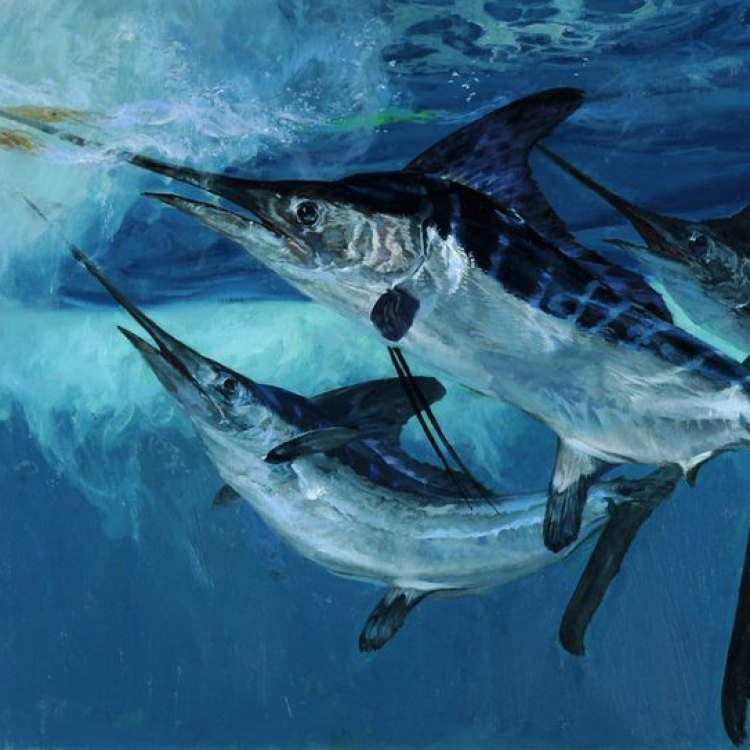 Temukan Keindahan Hewan Laut yang Langka dengan White Marlin