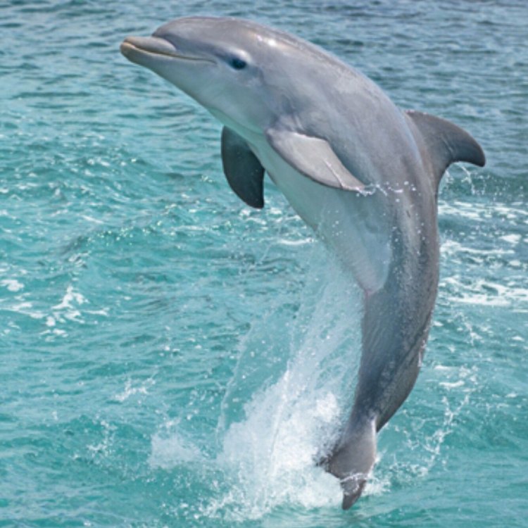 Menemukan Keajaiban Dunia Laut dengan Dolphin