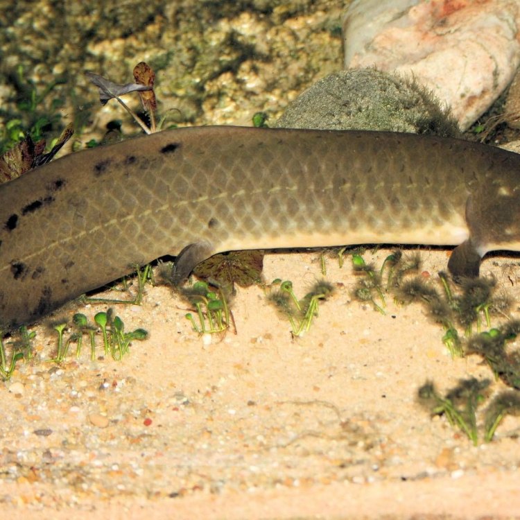 Mengenal Lungfish: Ikan Purba yang Masih Hidup di Abad Modern