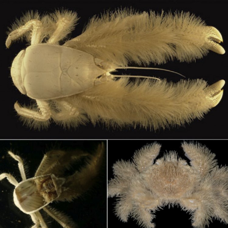 Mengenal Yeti Crab: Hewan Aneh dari Kedalaman Laut