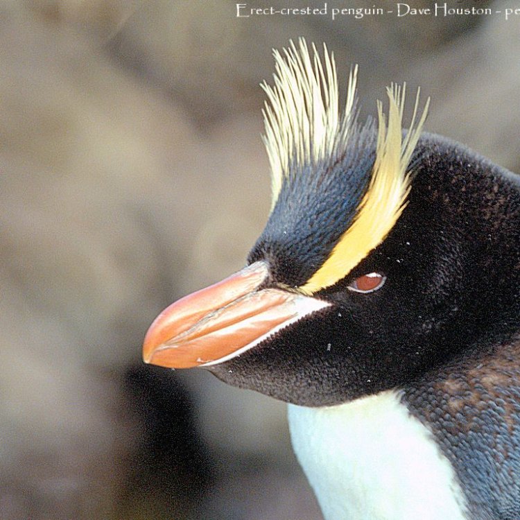 Crested Penguin: Spesies Endemik yang Memikat dari New Zealand
