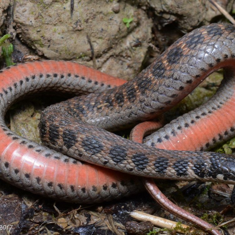 Kirtlands Snake: Sang Pemburu Tersembunyi yang Menarik untuk Diketahui