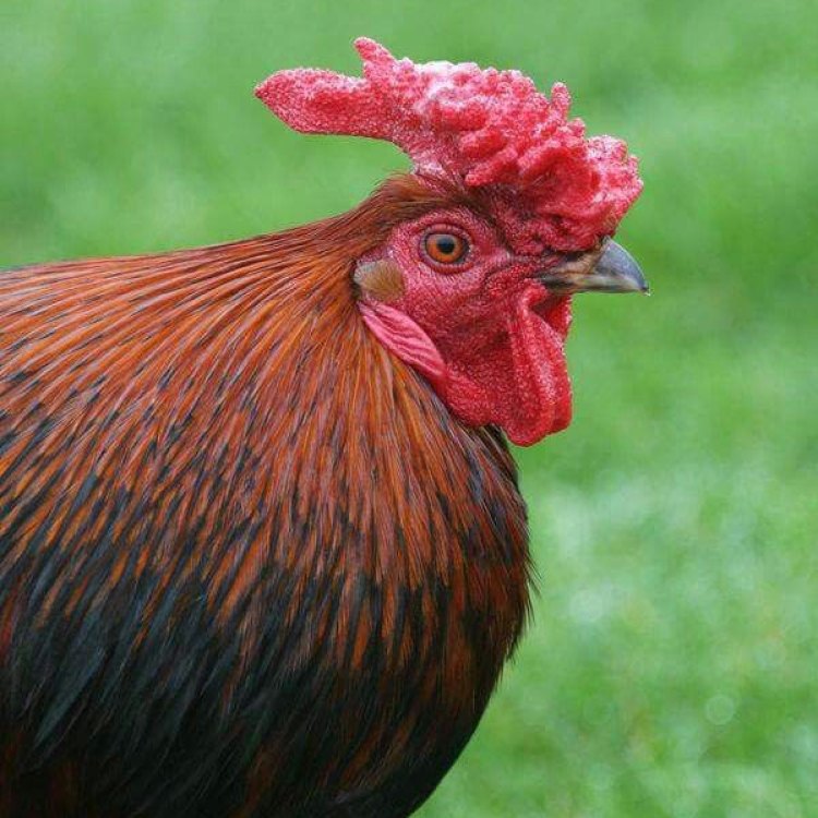 Redcap Chicken: Uniknya Ayam dengan Bulu Merah di Kepala