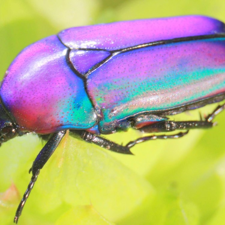 Jewel Beetle: Hewan yang Memesona dengan Kecantikan dan Keanekaragaman