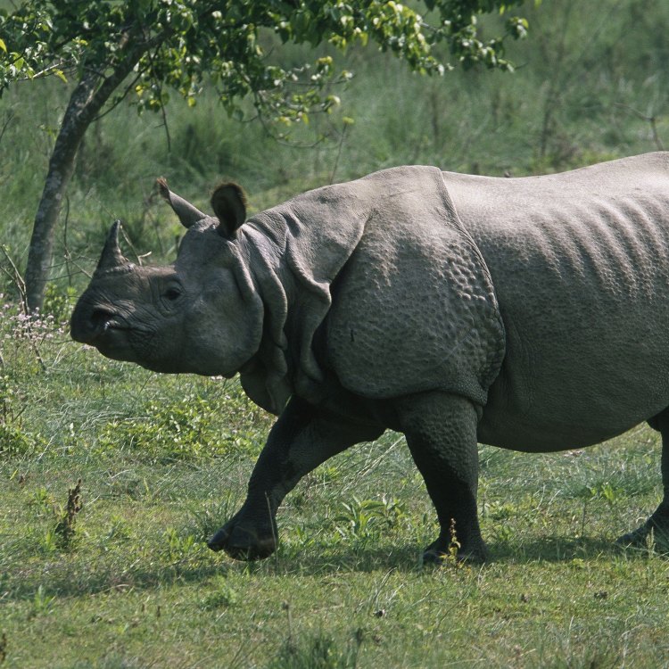 Mengenal Indian Rhinoceros, Si Badak Kontan yang Dihargai di India dan Nepal