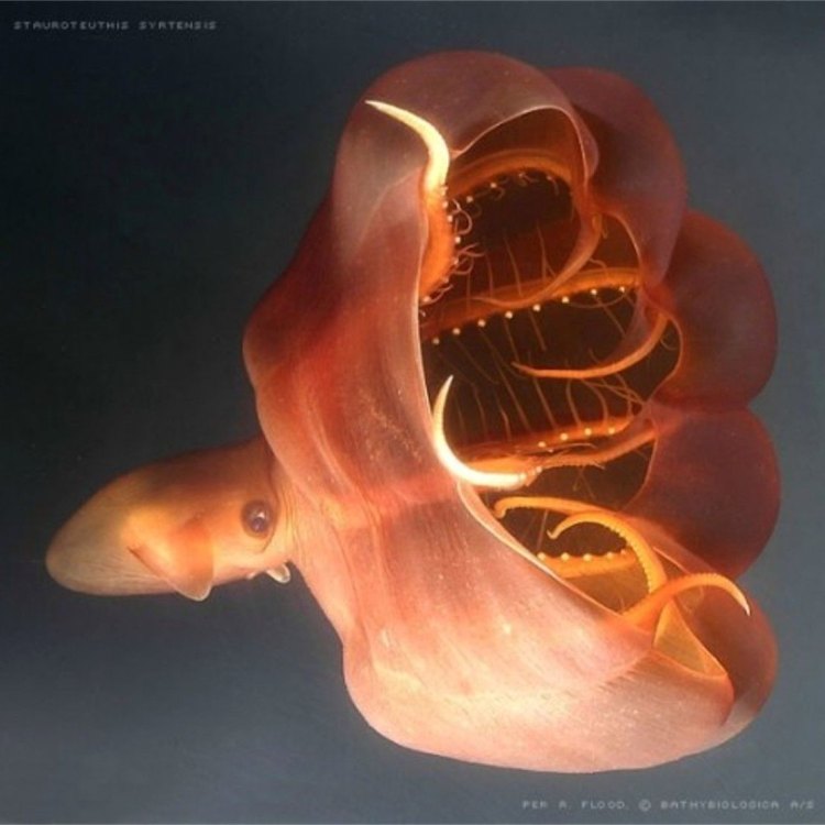 Mengenal Lebih Dalam Tentang Vampire Squid: Monster Laut yang Menyeramkan