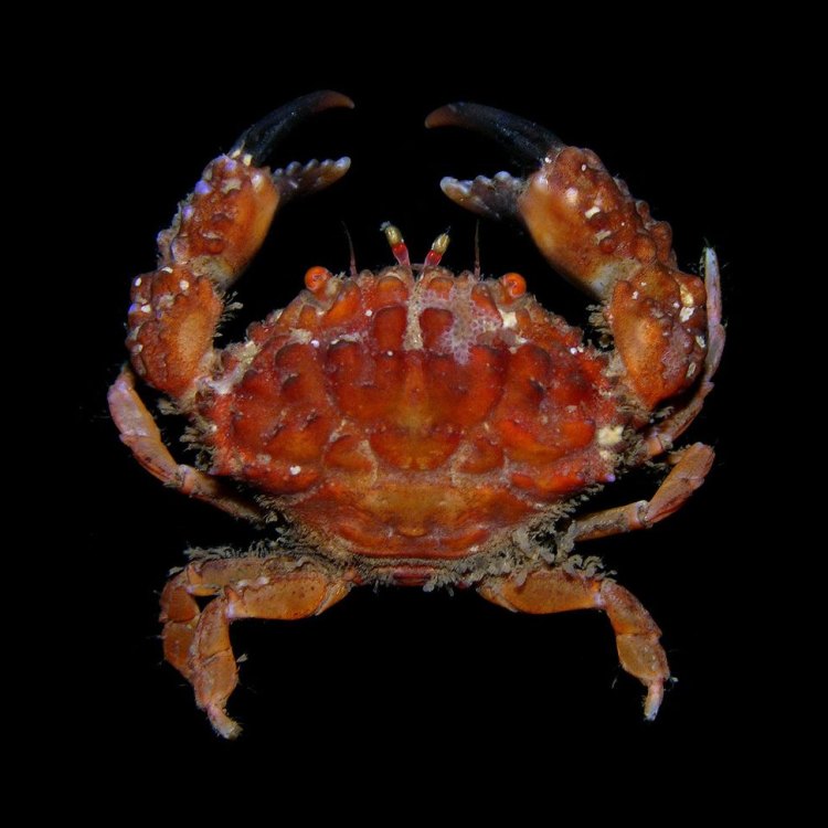 Menemukan Keunikan Stone Crab, Kepiting Batu Dari Pantai Atlantik Amerika Utara
