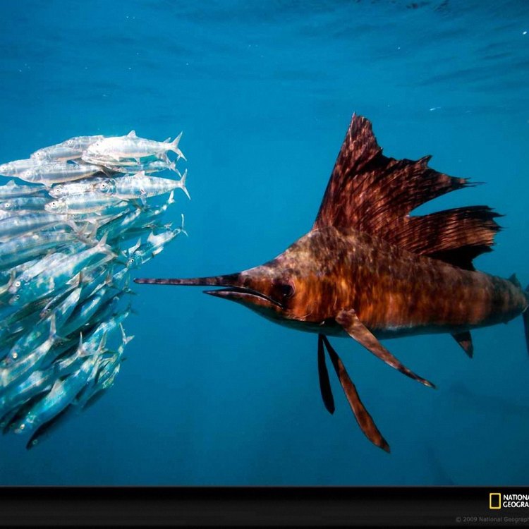 Sailfish: Pahlawan Laut yang Cepat dan Garang