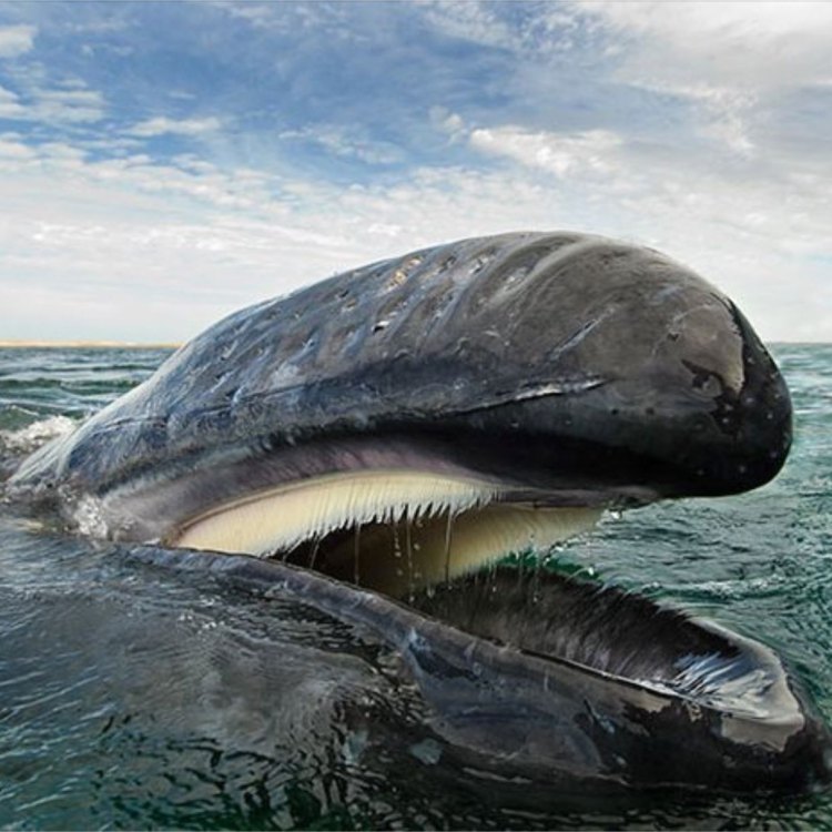 Memahami Baleen Whale, Megahnya Pemakan Fitoplankton di Lautan