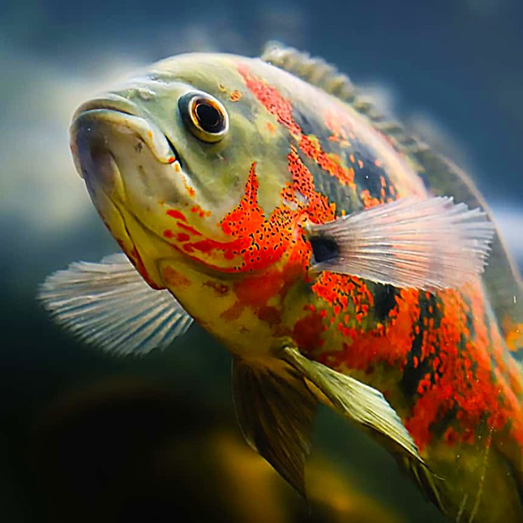 Oscar Fish: Si Ikan Raja yang Memukau di Dunia Air Tawar