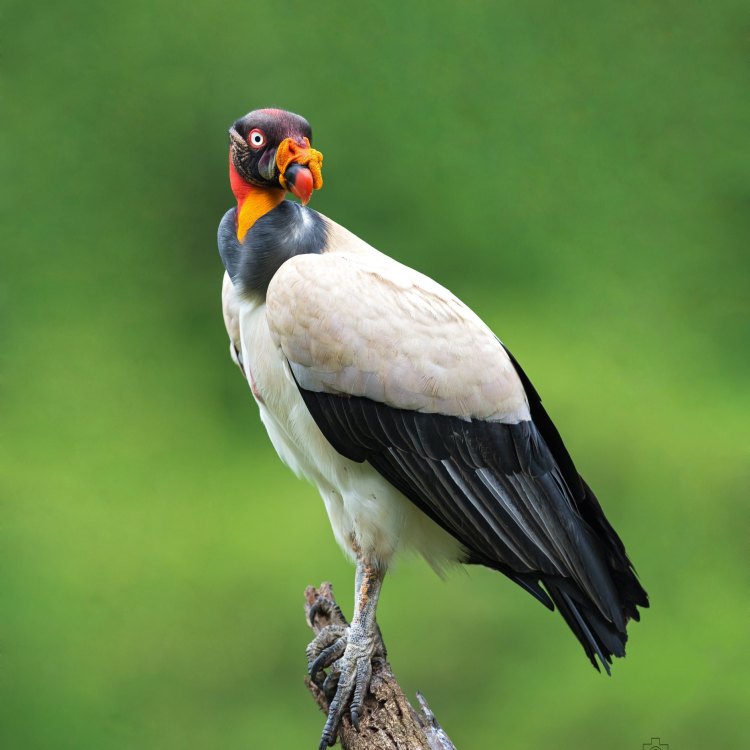 King Vulture: Raja Tersembunyi di Hutan Tropis Amerika Selatan dan Tengah