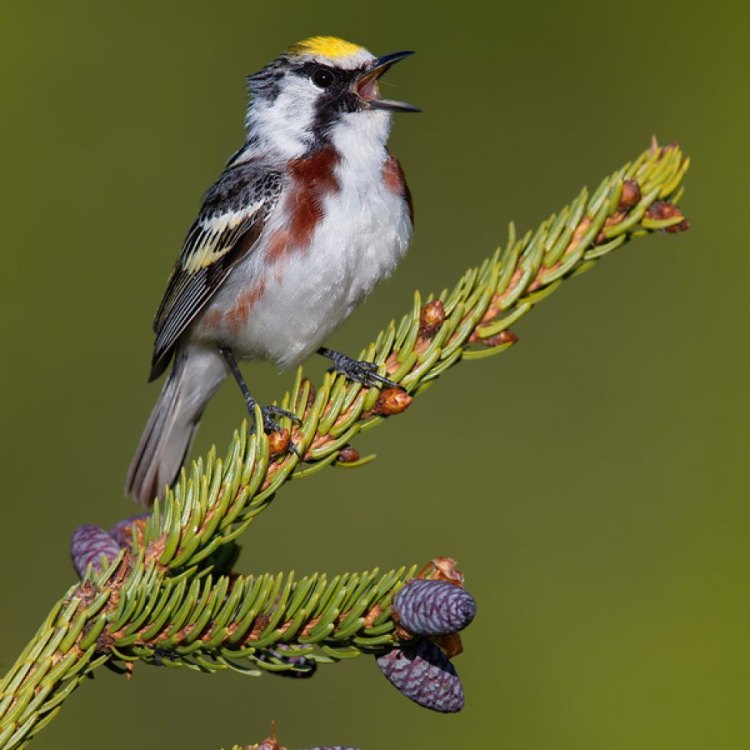 Chestnut Sided Warbler: Hewan Berbulu Cantik dari Hutan Bergunung di Amerika