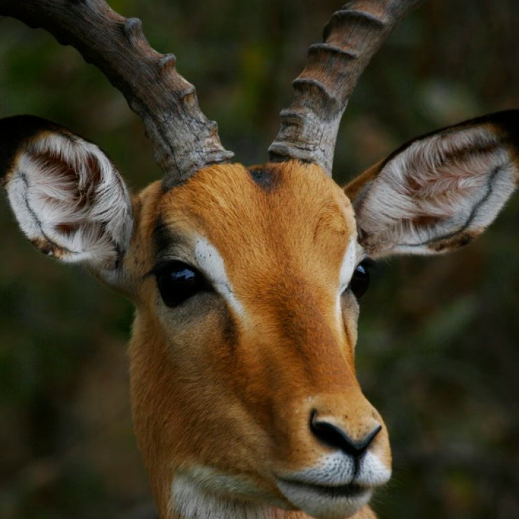 Menjelajahi Dunia Impala: Si Kijang Afrika yang Menawan