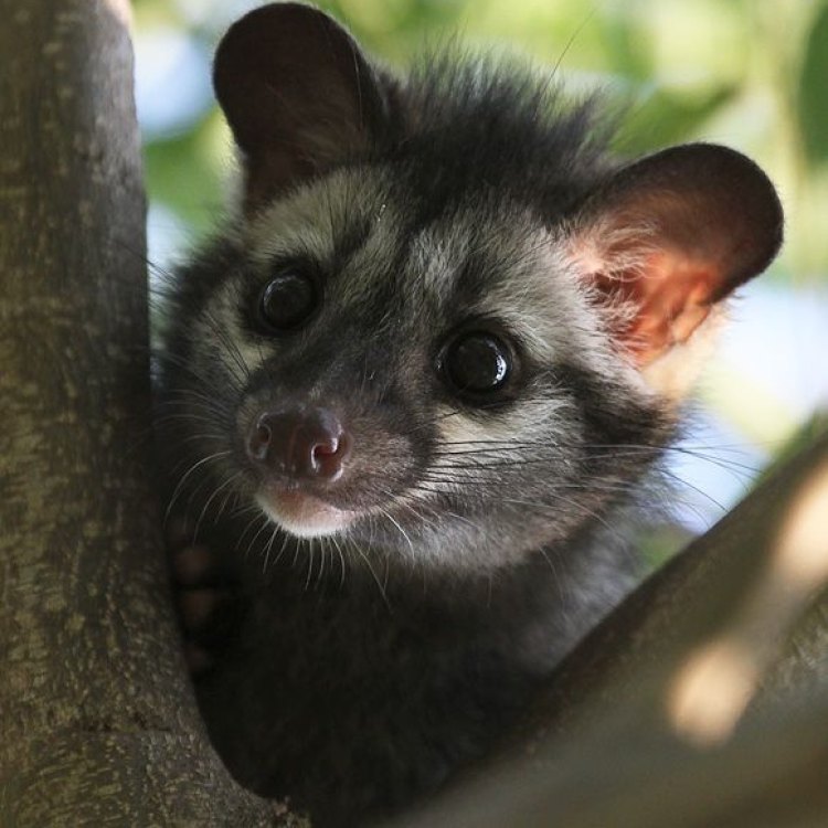 Menelusuri Dunia Keunikan Asian Palm Civet: Si Hewan Pencium Dwikerajaan yang Terkenal di Indonesia