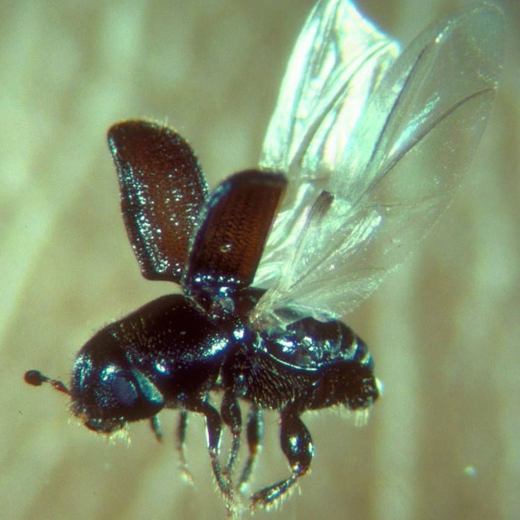Pine Beetle: Hama Pohon yang Merusak Hutan