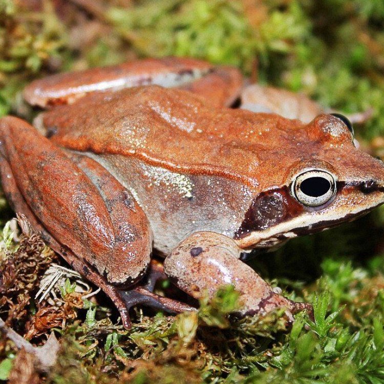 Menjelajahi Dunia Kerdil Hewan: Wood Frog