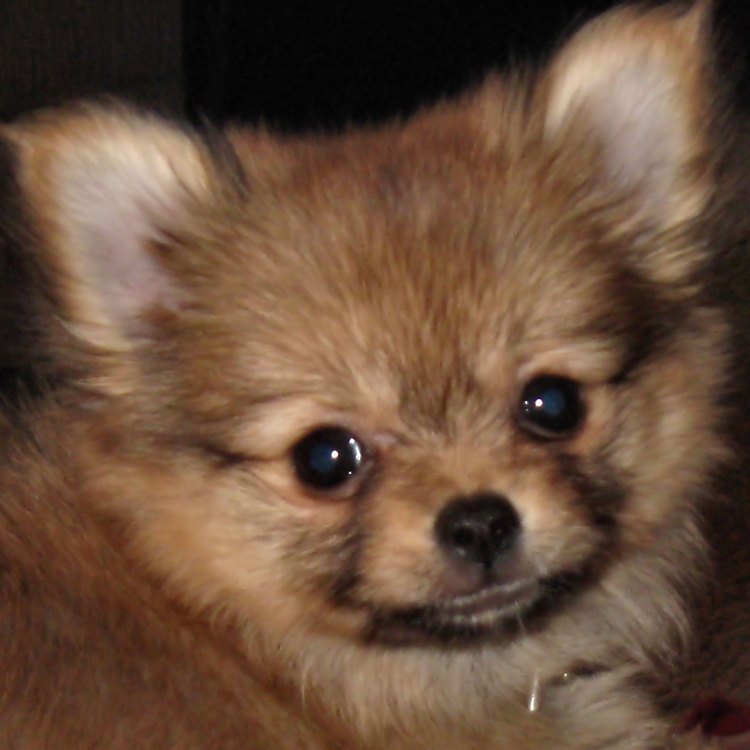 Pomeranian Mix: Sekilas Tentang Hewan Yang Menggemaskan