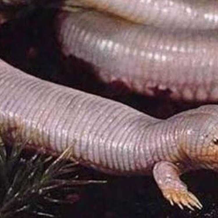 Mexican Mole Lizard: Hewan Unik dengan Keunikan Sebagai Reptil