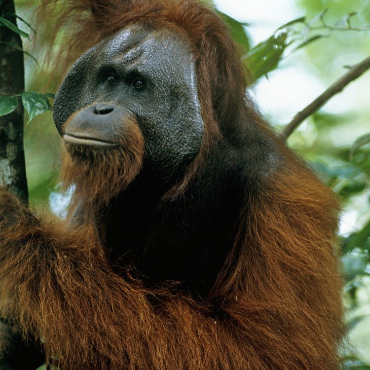 Orangutan: Binatang Liar yang Memukau dari Borneo dan Sumatra