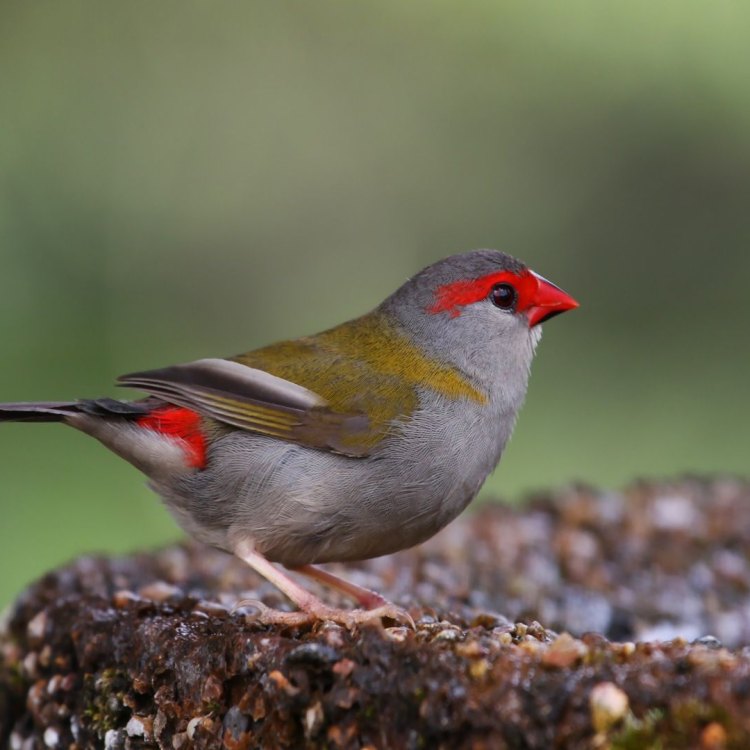 Mengenal Lebih Dekat Red Finch: Hewan Ceria dari Benua Amerika