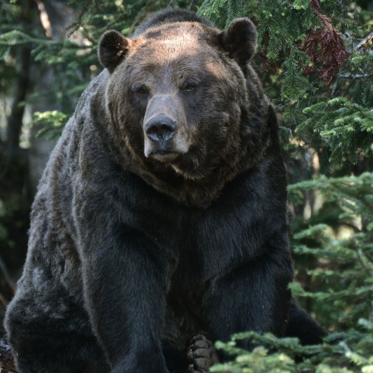 Menyelami Dunia Grizzly Bear: Karakteristik, Habitat, dan Distribusi Geografis