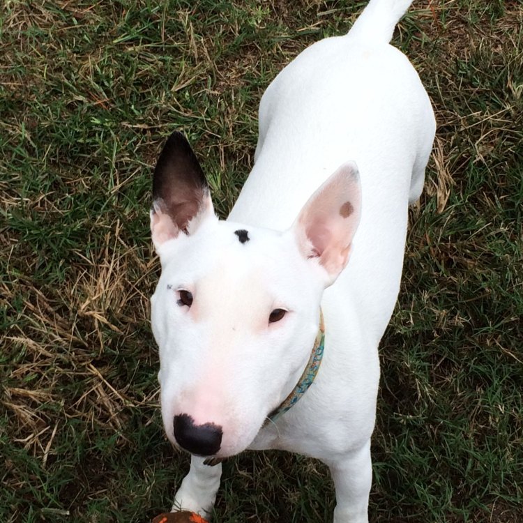 Medium-sized Dog with a Big Personality: Mengenal Miniature Bull Terrier