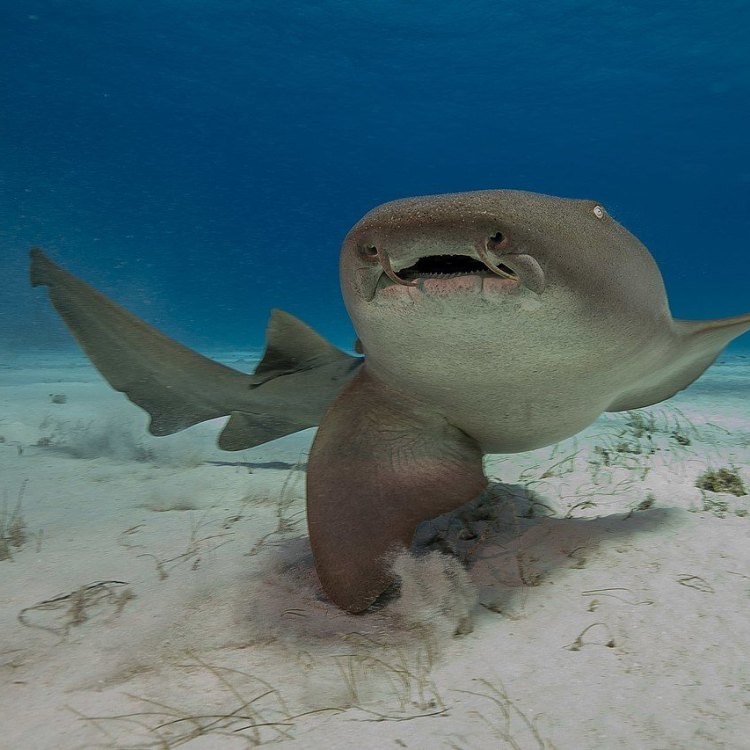 Nurse Shark: Pesona Makhluk Laut yang Hidup di Perairan Tropis dan Subtropis