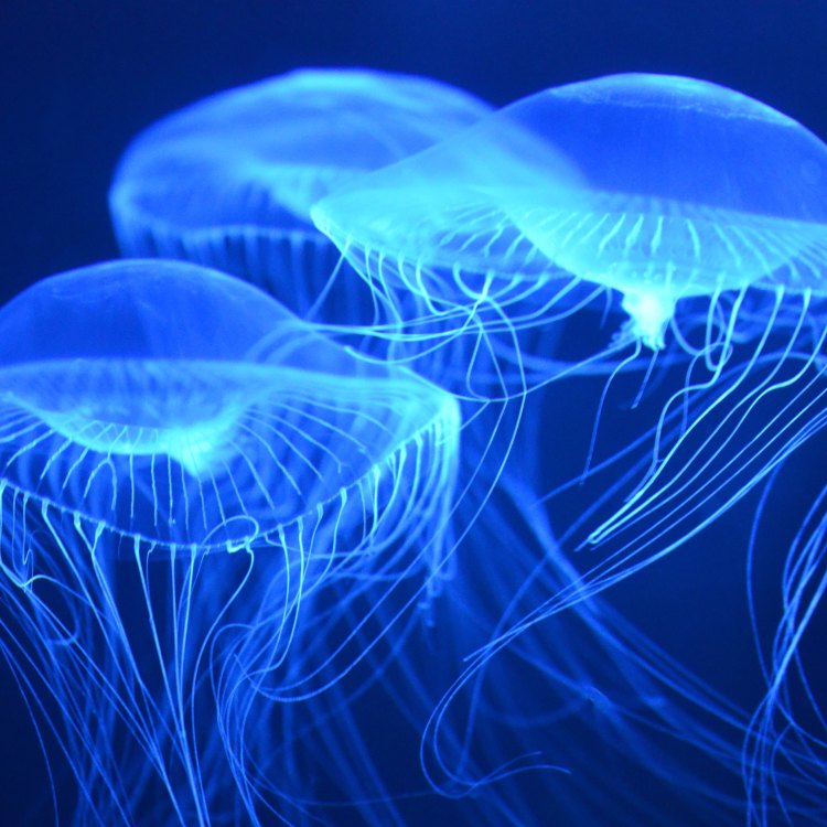 Jellyfish: Hewan Unik di Lautan yang Memikat Dengan Keindahannya