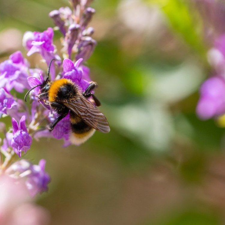Mengenal Forest Cuckoo Bumblebee: Si Lebah Eksentrik dari Hutan