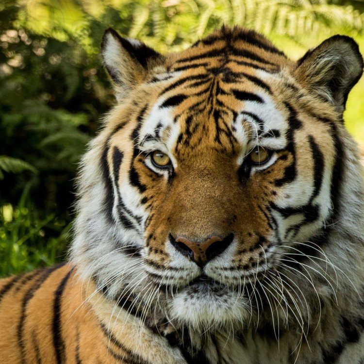 The Majestic and Endangered Siberian Tiger