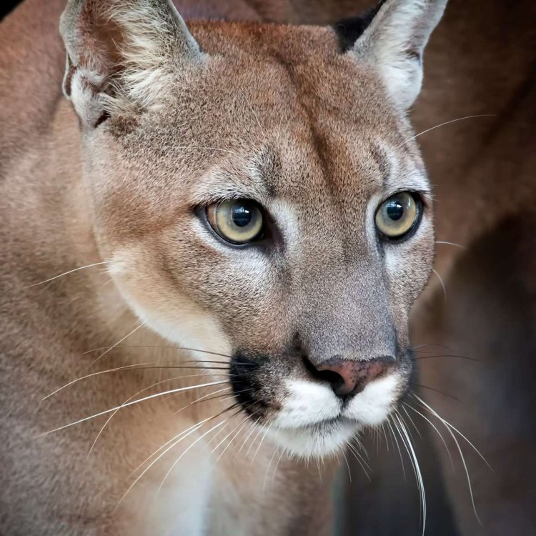 Ensiklopedia Florida Panther: Kehadiran yang Menakjubkan tapi Terancam Punah