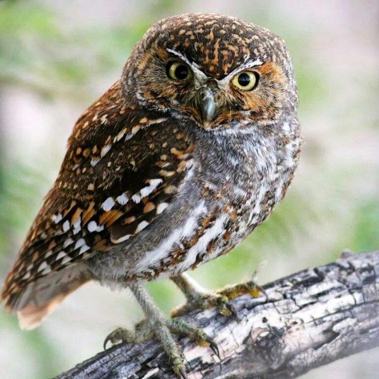 Memperkenalkan Elf Owl: Burung Hantu Terkecil di Dunia