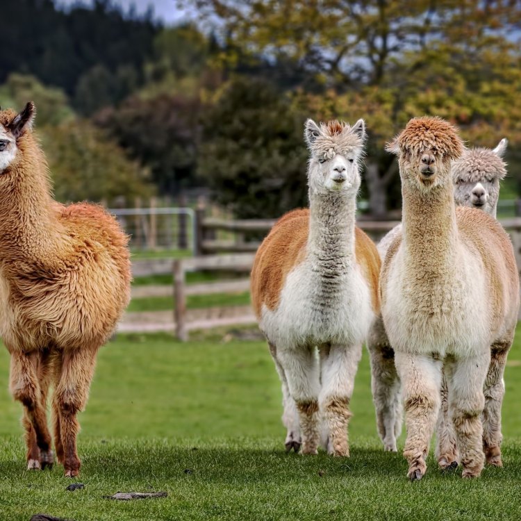 Mengenal Llama, Hewan Eksotis dari Pegunungan Andes
