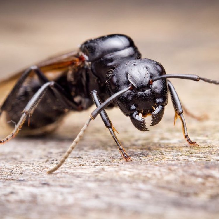 Mengenal Lebih Dekat Dengan Hewan Mengesankan: Carpenter Ant
