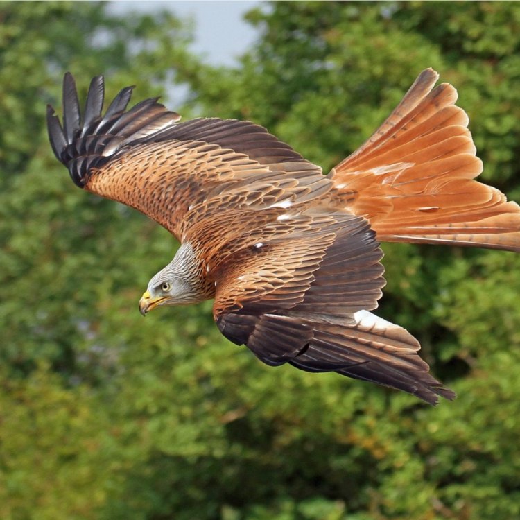 Menjelajahi Red Kite: Burung Terbang di Langit