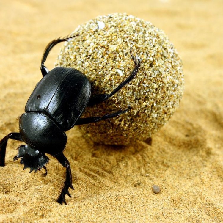 Mengenal Khapra Beetle: Hewan Pengganggu pada Produk Tersimpan