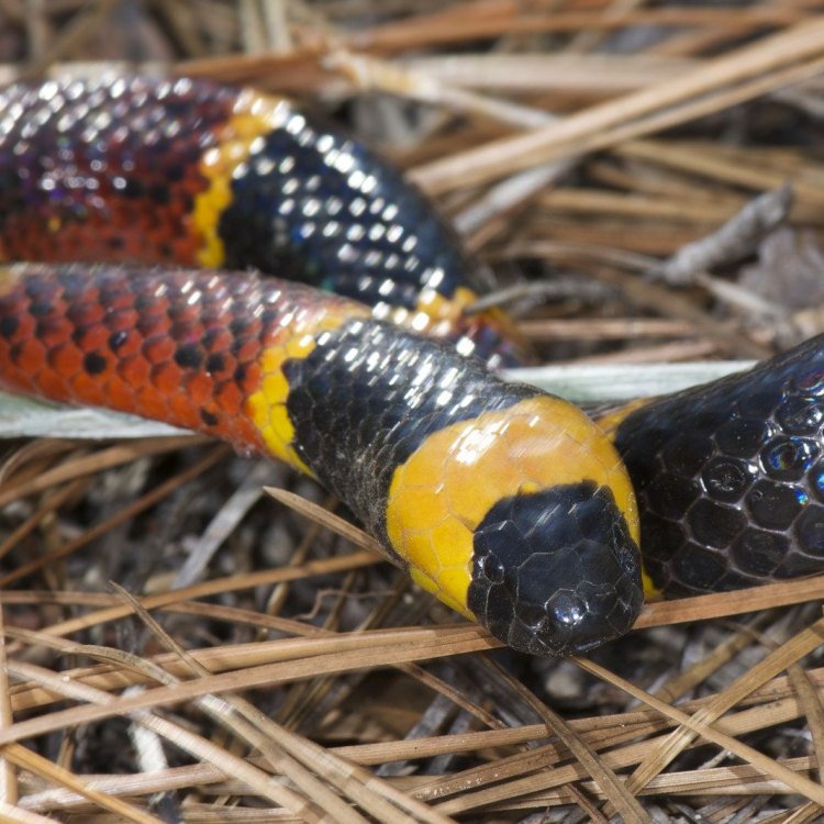 Harlequin Coral Snake: Reptil Mungil Menggoda Dengan Warna yang Memikat