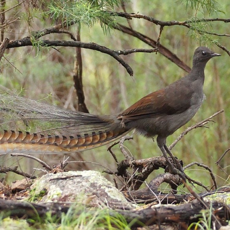 Mengenal Lyrebird, Burung Ajaib Dari Australia