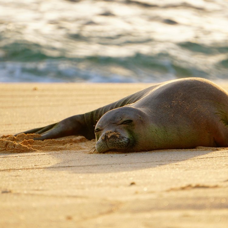 Hawaiian Monk Seal: Hewan yang Unik dan Terancam Punah