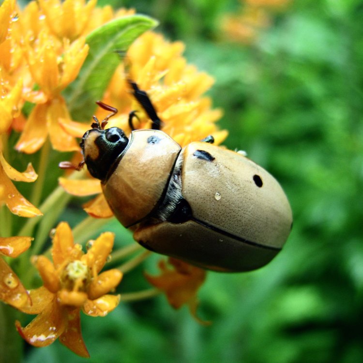 Grapevine Beetle: Kumbang Yang Menarik Dari Timur Laut Amerika Serikat