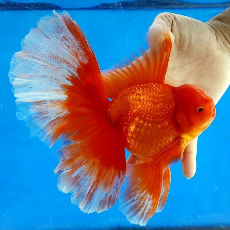 Oranda Goldfish: Ikon Cantik dari Dunia Ikan Air Tawar