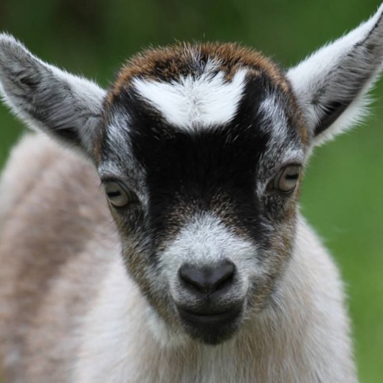 American Pygmy Goat: Kecil namun Berjiwa Besar