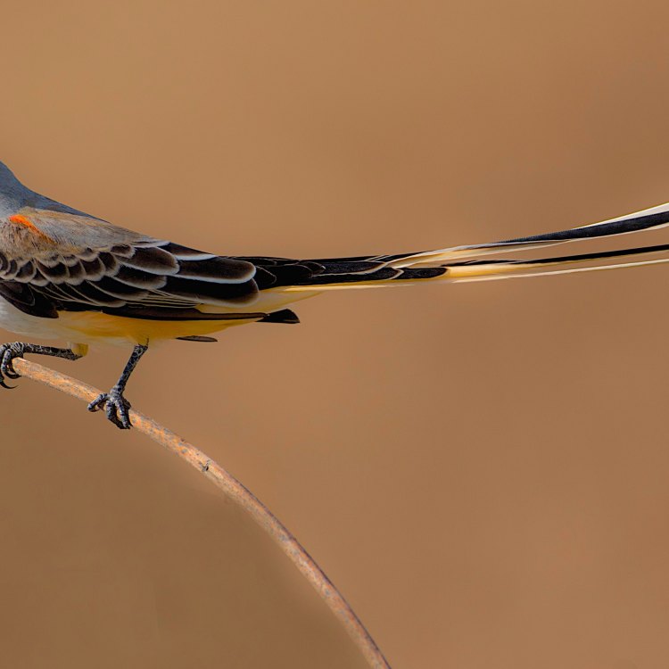 Scissor Tailed Flycatcher: Burung Pemangsa Serangga yang Memukau di Amerika Utara