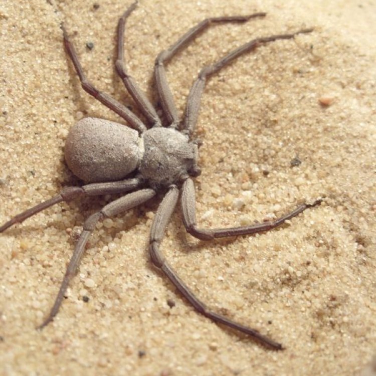 Six Eyed Sand Spider: Binatang Ajaib di Gurun Pasir