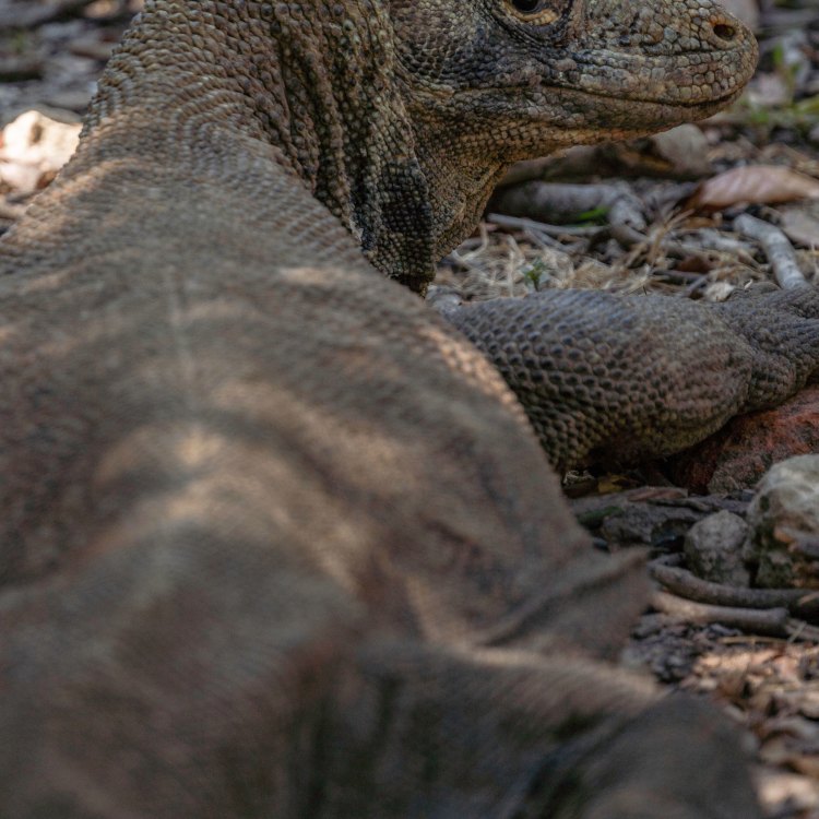 Komodo Dragon: Hewan Purba yang Menakjubkan dari Indonesia